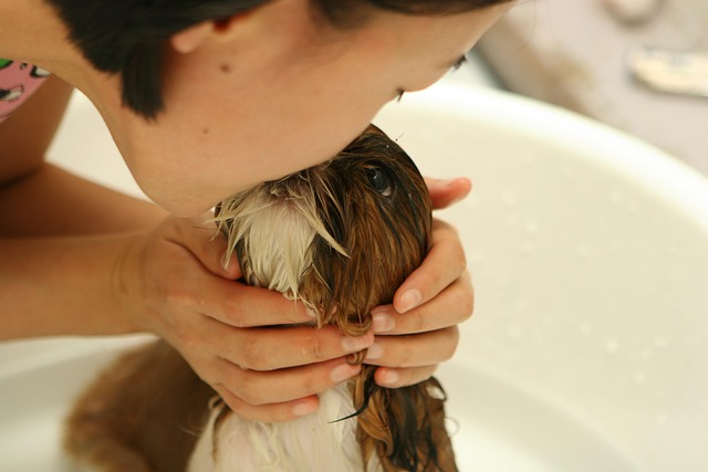 Image representing the founding of Pawsome Haven, with a vintage grooming scene.