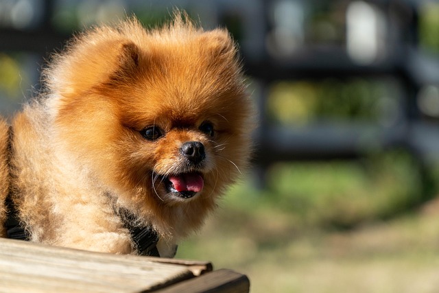 A freshly groomed dog looking happy and ready for pick-up after a session at Pawsome Haven.